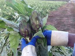 Agropolis